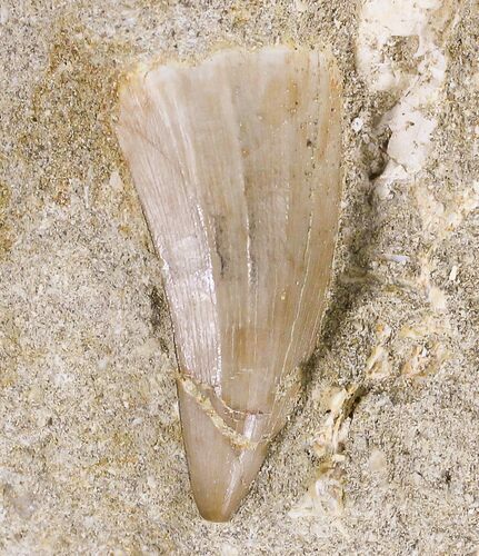 Mosasaurus Tooth In Matrix #18760